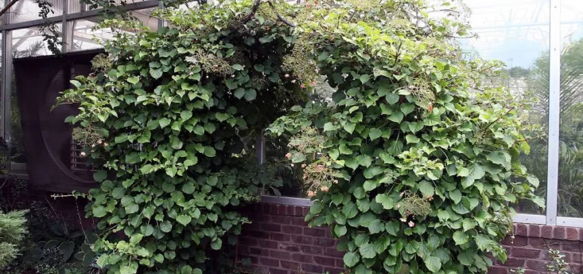 HYDRANGEA petiolaris - Hortensia grimpant