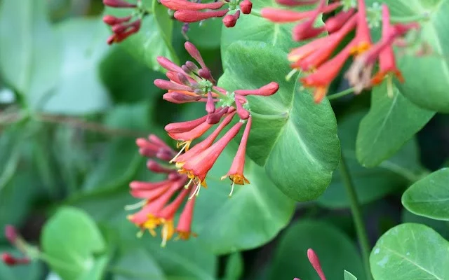 LONICERA brownii 'Dropmore Scarlet' - Chèvrefeuille grimpant