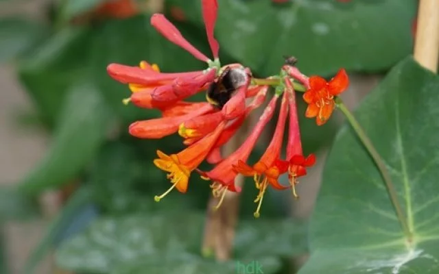 LONICERA brownii 'Dropmore Scarlet' - Chèvrefeuille grimpant