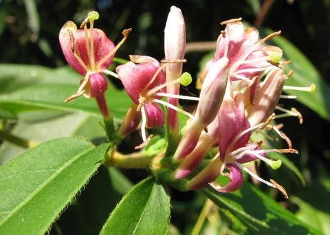 LONICERA henryi - Chèvrefeuille grimpant 'Henryi'