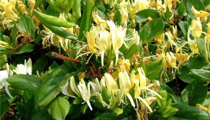 LONICERA japonica 'Halliana' - Chèvrefeuille japon grimpant