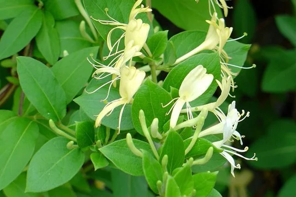 LONICERA japonica 'Halliana' - Chèvrefeuille japon grimpant