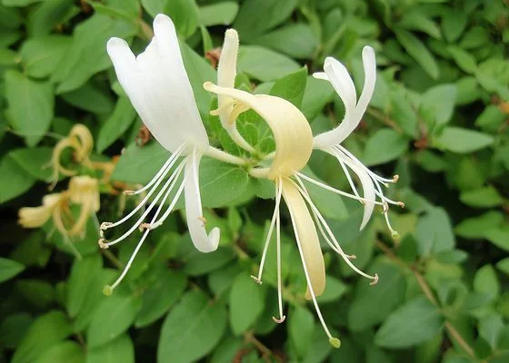 LONICERA japonica 'Halliana' - Chèvrefeuille japon grimpant