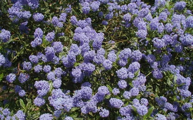CEANOTHUS impressus 'Victoria' - Ceanothe 'Victoria'