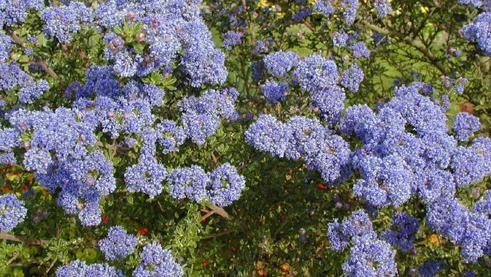CEANOTHUS impressus 'Victoria' - Ceanothe 'Victoria'