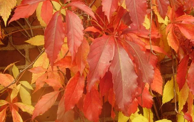 PARTHENOCISSUS quinquefolia 'Engelmannii' - Vigne vierge d'Engelmann