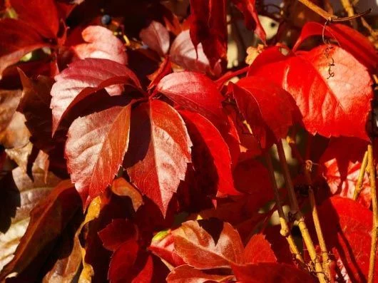 PARTHENOCISSUS quinquefolia 'Engelmannii' - Vigne vierge d'Engelmann