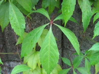 PARTHENOCISSUS quinquefolia 'Engelmannii' - Vigne vierge d'Engelmann