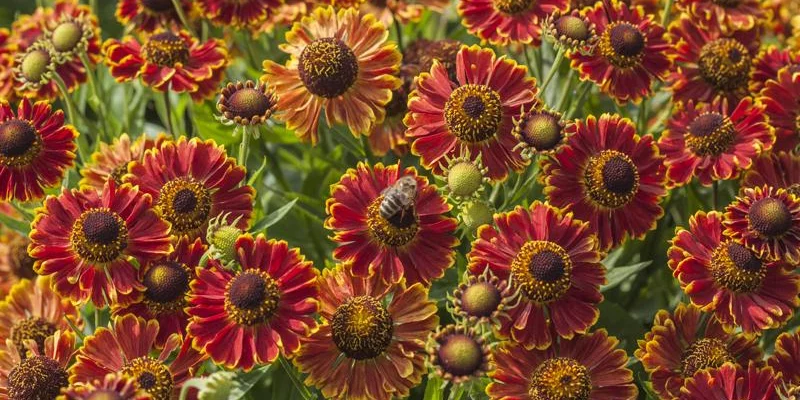 HELENIUM 'Bandera' - Hélénie