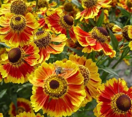 HELENIUM 'Biedermeier'