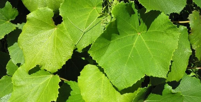 VITIS coignetiae - Vigne d'ornement