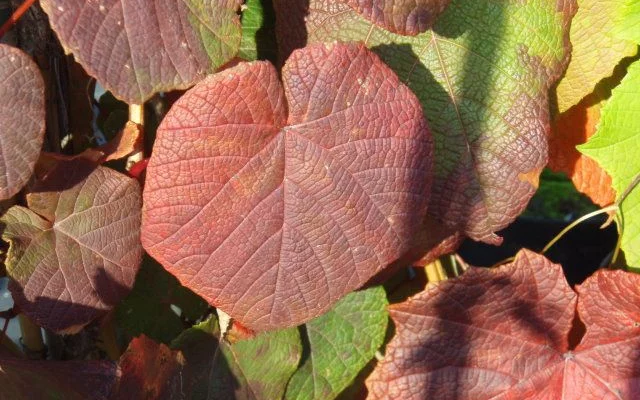 VITIS coignetiae - Vigne d'ornement