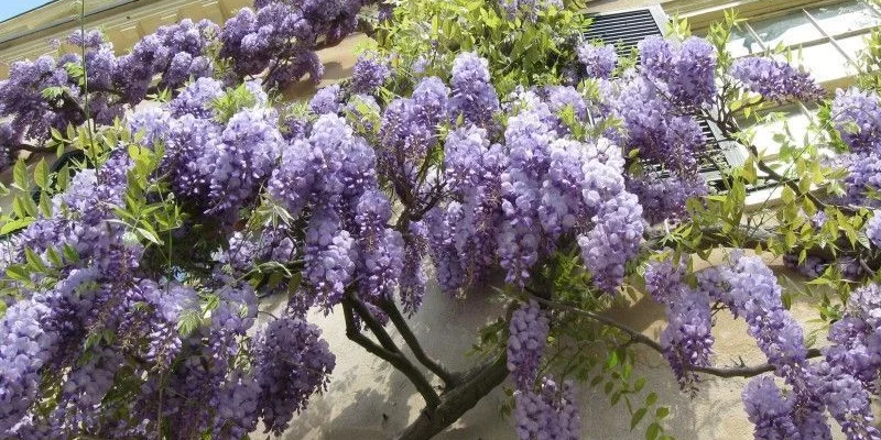 WISTERIA sinensis - Glycine de Chine