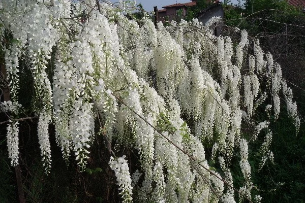 WISTERIA sinensis 'Alba' - Glycine de Chine Blanche