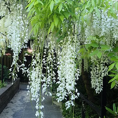 WISTERIA sinensis 'Alba' - Glycine de Chine Blanche