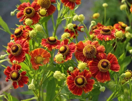 HELENIUM 'Kupfersprudel'