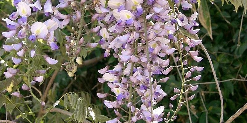 WISTERIA floribunda 'Issai' - Glycine de Chine 'Issai'