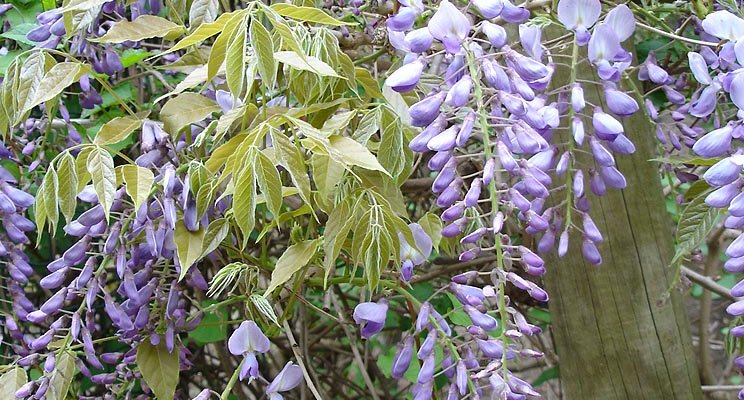 WISTERIA floribunda 'Issai' - Glycine de Chine 'Issai'