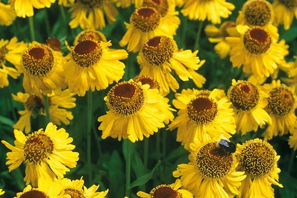 HELENIUM 'Pipsqueck' - Hélénie