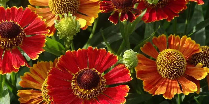 HELENIUM 'Poncho' - Hélénie