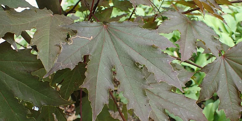 ACER platanoides 'Crimson Sentry' - Erable plane 'Crimson Sentry'