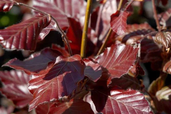 FAGUS sylvatica 'Dawyck Purple' - Hêtre colonnaire pourpre