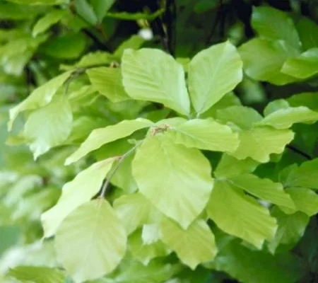 FAGUS sylvatica 'Dawyck Gold' - Hêtre colonnaire doré