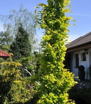 FAGUS sylvatica 'Dawyck Gold' - Hêtre colonnaire doré