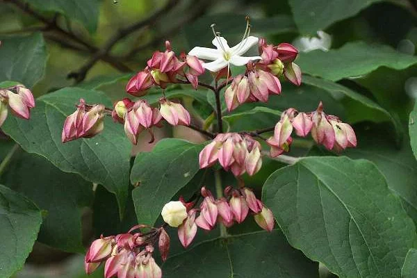 CLERODENDRUM trichotomum - Arbre du Clergé