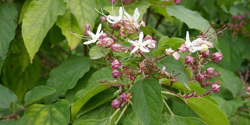 CLERODENDRUM trichotomum - Arbre du Clergé