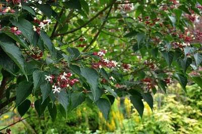 CLERODENDRUM trichotomum - Arbre du Clergé