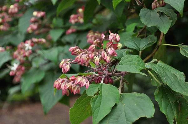 CLERODENDRUM trichotomum - Arbre du Clergé