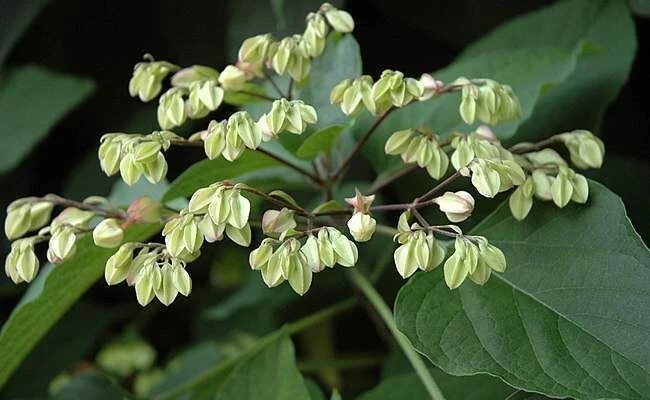 CLERODENDRUM trichotomum - Arbre du Clergé