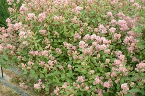 CEANOTHUS pallidus 'Marie Simon' - Céanothe 'Marie Simon'