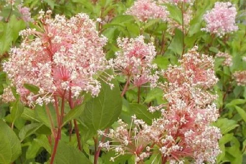 CEANOTHUS pallidus 'Marie Simon' - Céanothe 'Marie Simon'