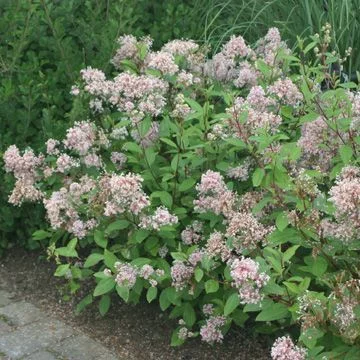 CEANOTHUS pallidus 'Marie Simon' - Céanothe 'Marie Simon'