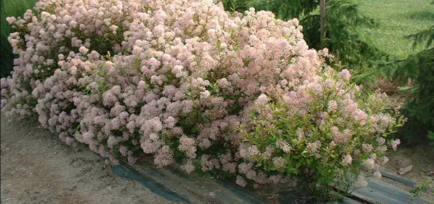 CEANOTHUS pallidus 'Marie Simon' - Céanothe 'Marie Simon'