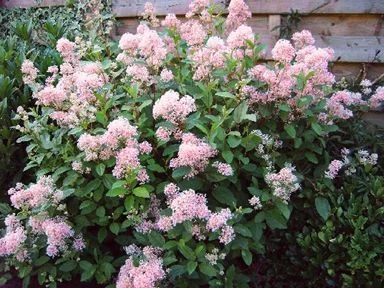 CEANOTHUS pallidus 'Marie Simon' - Céanothe 'Marie Simon'