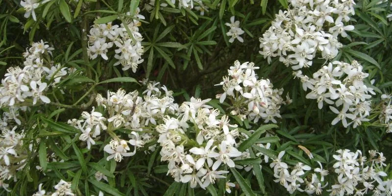 CHOISYA ternata 'White Dazzler' - Oranger du Mexique nain