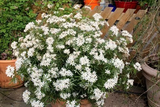 CHOISYA ternata 'White Dazzler' - Oranger du Mexique nain