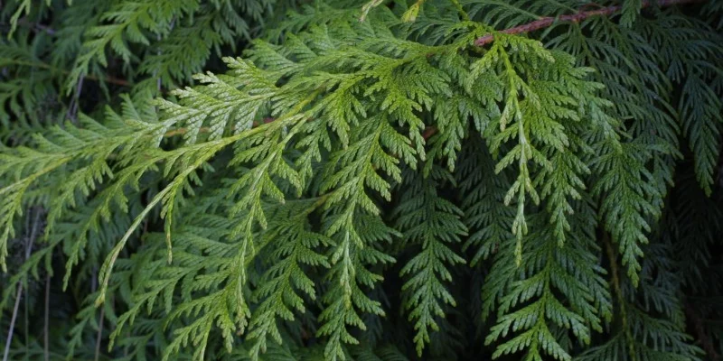 THUJA plicata 'Atrovirens' - Plantes de haie, Thuya