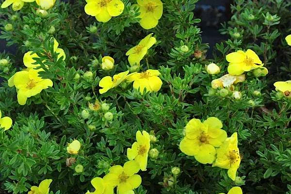 POTENTILLA fruticosa 'Kobold' - Potentille arbustive jaune