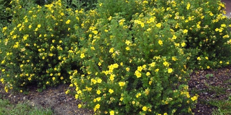 POTENTILLA fruticosa 'Kobold' - Potentille arbustive jaune