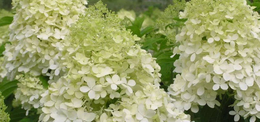 HYDRANGEA paniculata 'Phantom' - Hortensia paniculé