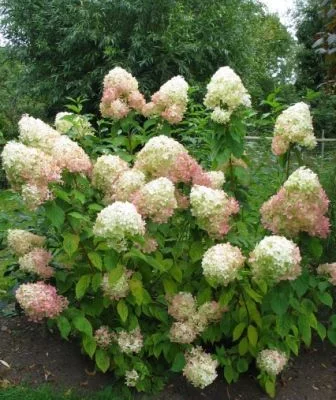 HYDRANGEA paniculata 'Phantom' - Hortensia paniculé