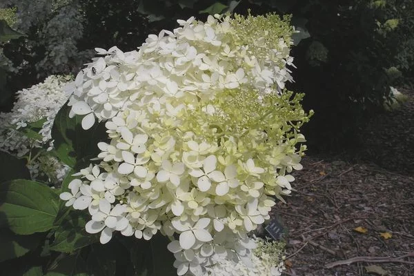 HYDRANGEA paniculata 'Phantom' - Hortensia paniculé