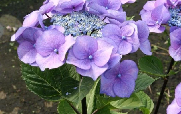 HYDRANGEA macrophylla 'Zorro'® - Hortensia à bois noir