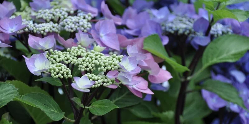 HYDRANGEA macrophylla 'Zorro'® - Hortensia à bois noir