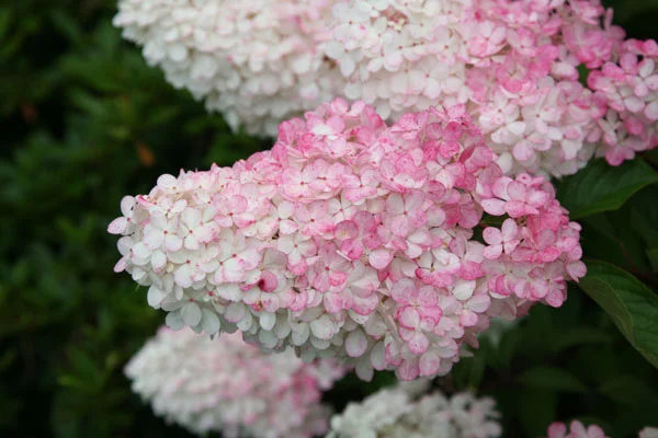 HYDRANGEA paniculata 'Vanille fraise' - Hortensia paniculé