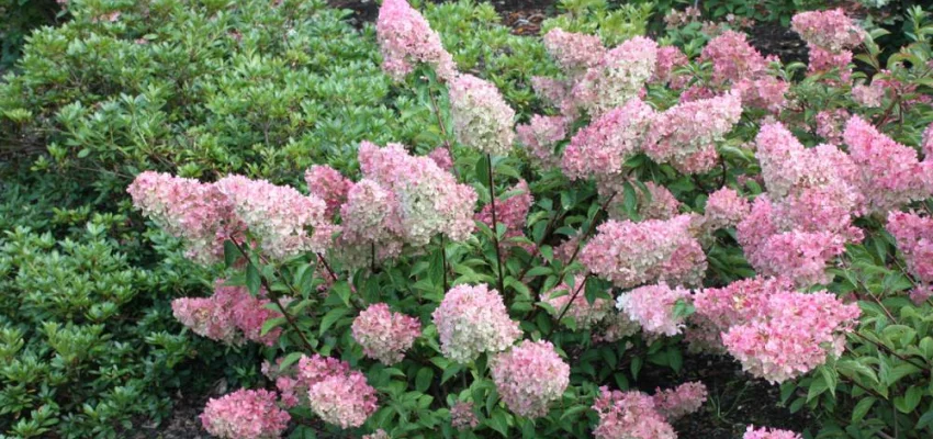 HYDRANGEA paniculata 'Vanille fraise' - Hortensia paniculé